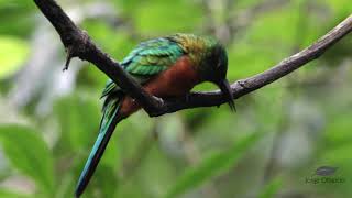 Great Jacamar [upl. by Oicaro153]