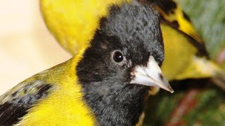 Cardueliden Stammtisch Schwäbisch GmündICCSchauFutterpflanzenConocer a los criadores de aves [upl. by Stevena190]