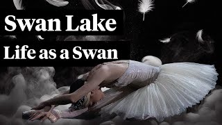 Swan Lake Corps de Ballet [upl. by Ricarda735]