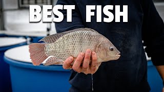 What are the BEST FISH for aquaponics [upl. by Ymar]