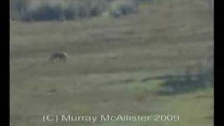 Tasmanian Tiger Sighting 2009 [upl. by Lyrak]