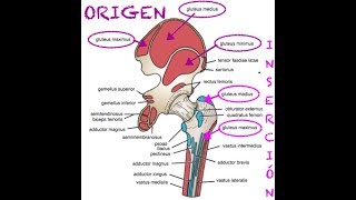 GLUTEOS fortalecimiento mediante ejercicios concéntricos [upl. by Ajtak526]