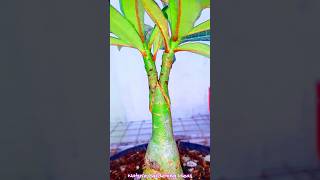 How To Graft Adenium Obesum Plant shorts grafting plant adenium desert rose [upl. by Engeddi481]