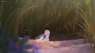 Piper  Short Movie Pixar  Piper in the nest [upl. by Karlyn]