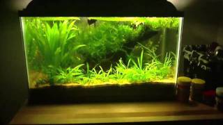 10 gallon with NEW betta and corys [upl. by Keir]