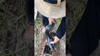 Fishing at rice fields fishing crab snail snailfish [upl. by Goulden]