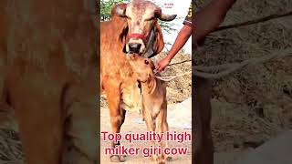 Top quality high milker giri cowcowcoeshortvpcowlover [upl. by Anora]