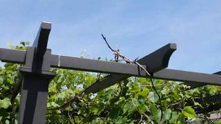 Grape Vines Infection Update  Black Rot On Grapes What I Am Doing [upl. by Rolan]