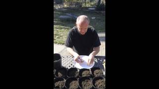 How To Plant Iris Seeds [upl. by Oelak]