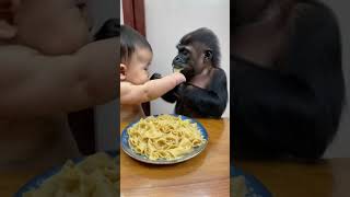 Gorillas and babies grab pasta to eat cute lovely babygorilla [upl. by Eilitan43]