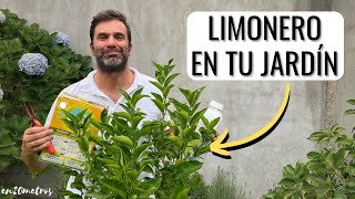 CÓMO CULTIVAR UN LIMONERO EN TU JARDÍN dará fruta cómo podar cómo regar  en20metros [upl. by Lerraj547]