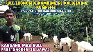 HARGA 25 JUTA FREE ONGKIR SE JAWA BAKALAN BETINA PASUNG BLUWER KAMBING PE KALIGESING [upl. by Oak]