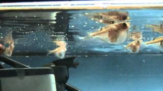 Blackwing Hatchetfish Carnegiella marthae for sale at Tyne Valley Aquatics [upl. by Rehtse]