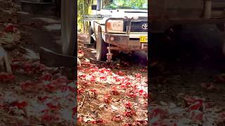 🦀 Crab Plow Truck Navigates Millions of Red Crabs On Christmas Island [upl. by Tol]