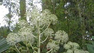 Fatsia Japonica  Blossoms That Hummingbirds Love [upl. by Newlin]