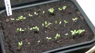 Iceberg Lettuce Seeds Emerging TimeLapse [upl. by Nellek]