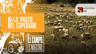 Más pasto del esperado y de buena calidad para las ovejas de Toño [upl. by Lilhak]