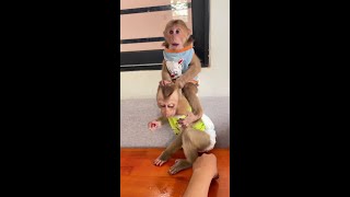 See this funny monkeys Bryan amp Icy Are EatingSnack cute monkey animals eating [upl. by Karrah973]