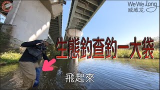 城市河流筏子溪的生態釣查！釣了一大袋卻讓人生氣！（波爸路亞釣魚威威龍B48ul [upl. by Wojcik]