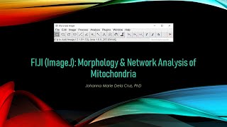 FIJI ImageJ Morphology amp Network Analysis of Mitochondria [upl. by Rennob]