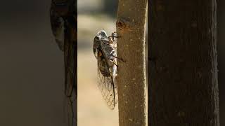 Class Insecta 985421  Insects amp Cicadas Superfamily Cicadoidea  Observed in Description [upl. by Annavoeg]