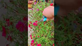 Pruning portulaca flower shortvideo howtogrowportulaca floweringplant gardenflower flowers [upl. by Ojeillib]