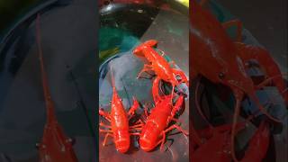 Orange crayfish breeding pair crayfishfarm ക്രെഫിഷ് guppyfishfarming [upl. by Burchett]