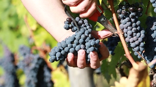 Vendemmia 2016 Brunello di Montalcino [upl. by Assilav928]