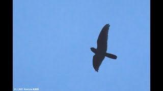 Malaysian EaredNightjar in Malaysia Selangor Peat Swamp Forest 20210109 [upl. by Arst353]