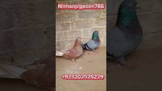 Indian Neela Male Surkhi Female Breeder Pair 923202525229 [upl. by Armmat]