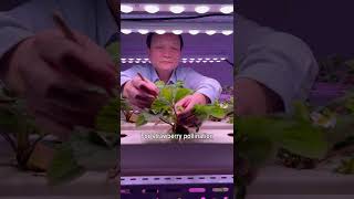 Indoor Hydroponic Strawberries🍓：how to hand pollinate？ [upl. by Alikat]