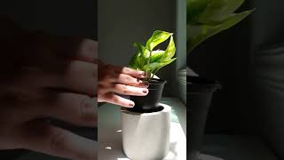 Epipremnum aureum Golden Pothos na hidroponia 🌿 [upl. by Schatz]