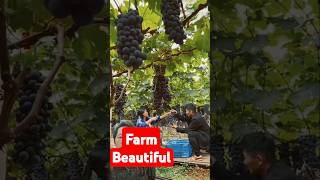 Grape farm  Trang trại nho [upl. by Beverie]