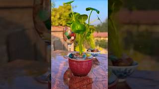 Pennywort Plant Growing in Water Without Soil  Indoor air purifier plant for home [upl. by Aicillyhp]