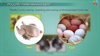 Poultry Farm Management [upl. by Lanevuj104]