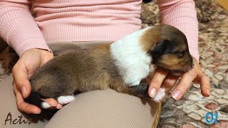 COLLIE rough puppy dog  male 01 DQ litter [upl. by Llenram877]