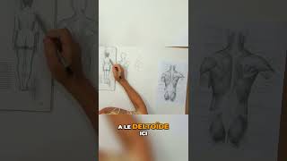 Maîtrisez le deltoïde  Techniques de dessin anatomique [upl. by Sllew187]