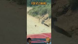 animal cobravsmongoose snakeandmongoose wildanimals wildanimalswildfox fox mongooseattack [upl. by Jenks]