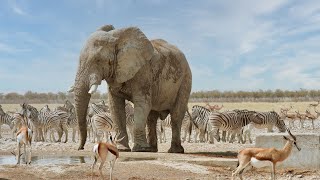 Elephant bull at a waterhole in Etosha National Park Namibia [upl. by Nudnarb]