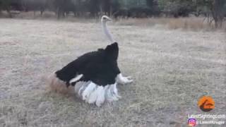 Ostriches Mating in Front of Tourists [upl. by Dagmar]