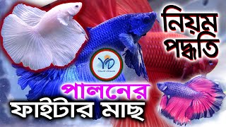 Fighter Fish Care বেটা মাছ পালনের নিয়ম। [upl. by Assed]