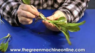 Preparing an Echinodorus for Planting in an Aquarium [upl. by Raman]