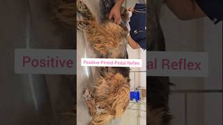 Scabies in Dog Positive PinnalPedal Reflex internship veterinary doctor neet [upl. by Nere]