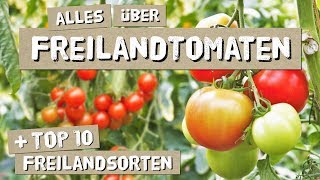 Freilandtomaten  Anbau Tipps Sorten  Tomaten anbauen [upl. by Atteugram]