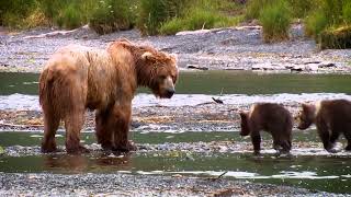 Out in the wild  Mom bear and her babies searching for food [upl. by Oicor]