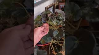 Just showing off my Begonia Beefsteak that all began with 2 water propagated stem cuttings [upl. by Orme415]