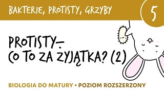 Przegląd protistów cz2  Protisty roślinopodobne i grzybopodobne  biologia matura liceum [upl. by Makell222]