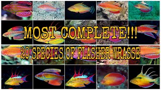 MOST COMPLETE 20 SPECIES OF FLASHER WRASSE PARACHEILINUS [upl. by Enram]