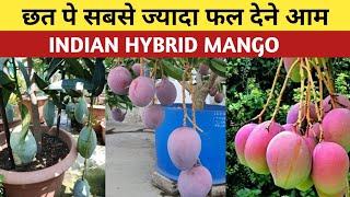 Top 5 इंडियन hybrid Mango [upl. by Asssilem]