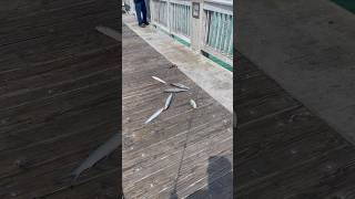 Pier Fishing Panama City Beach [upl. by Crutcher]